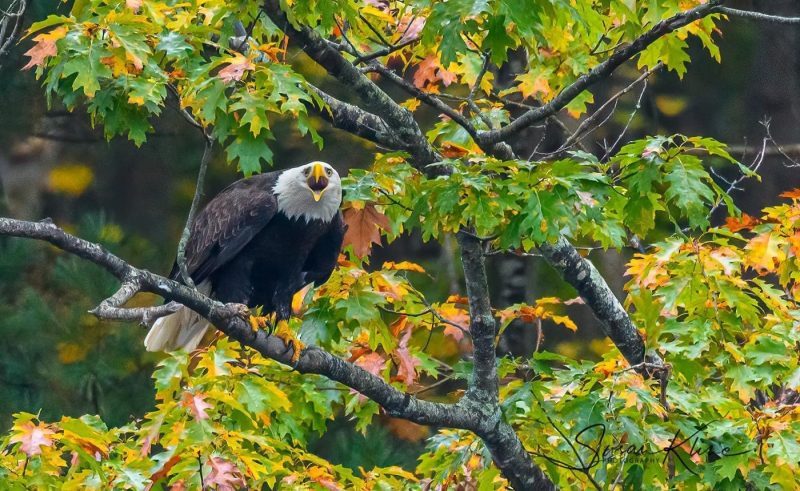 An eagle with brown body and white head settles on a branch from a green and yellow tree with an open yellow beak.