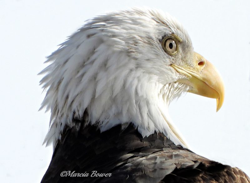 Close up of white head of bald eagle.