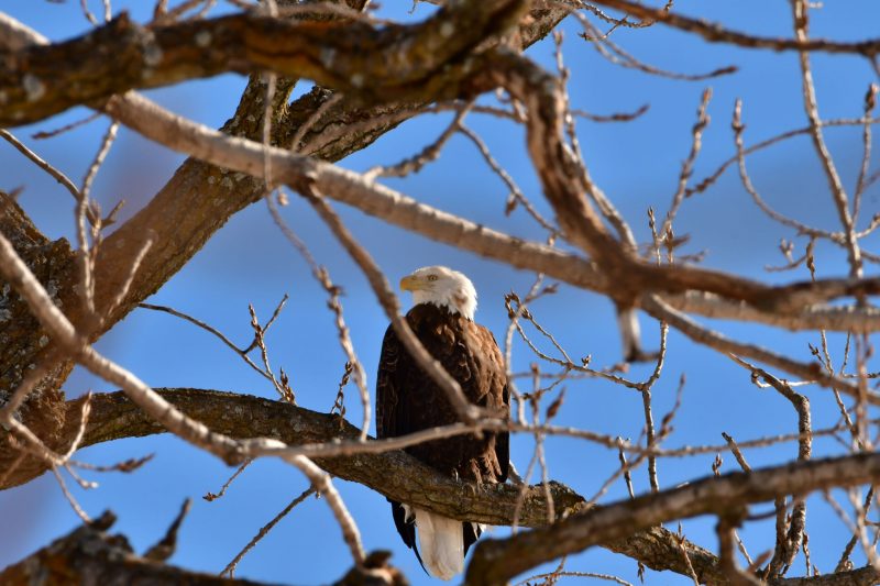 Bald eagle sitting in a tree with blue sky and branches crossing in front.