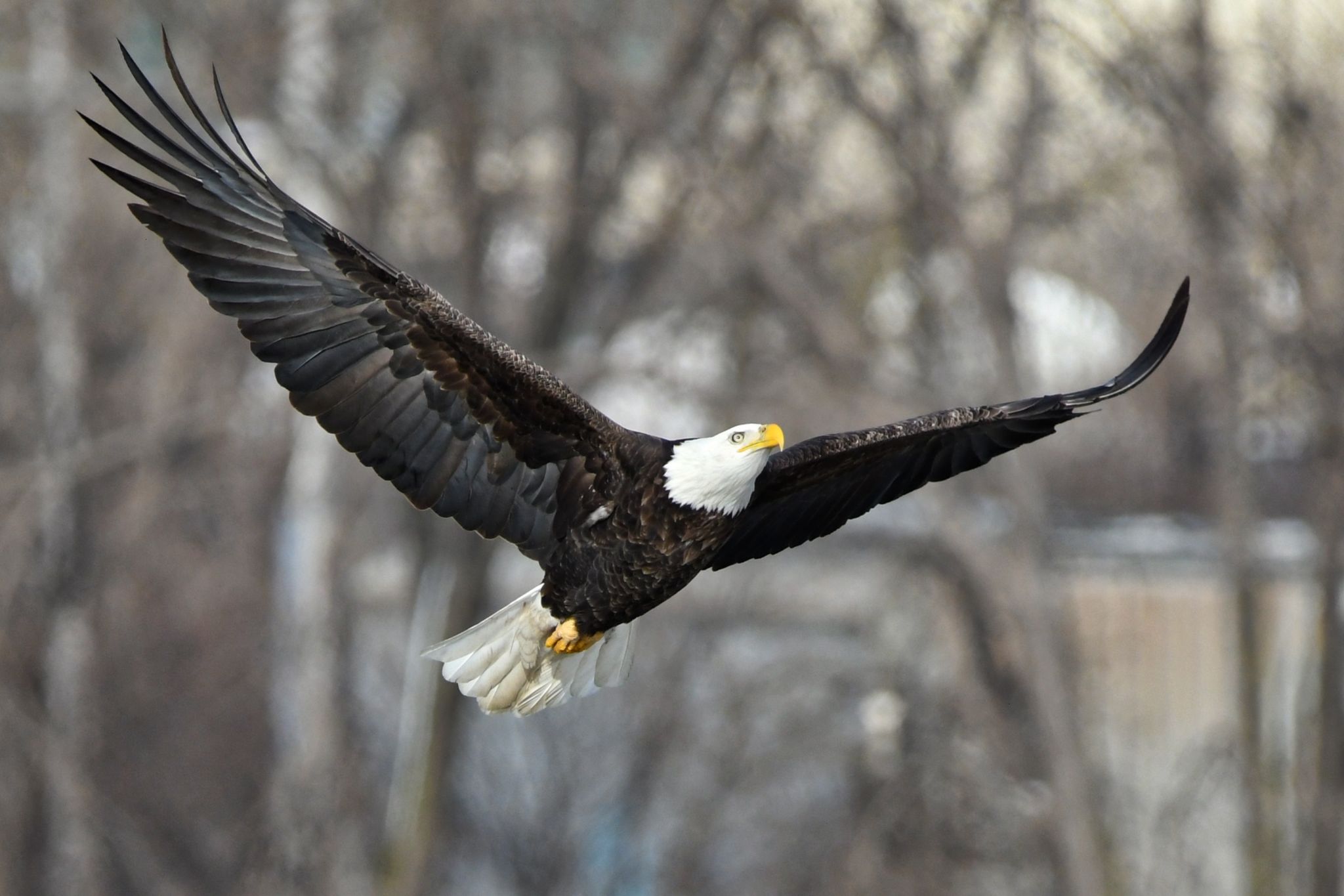 An eagle with brown body and white head flies with very open wings.