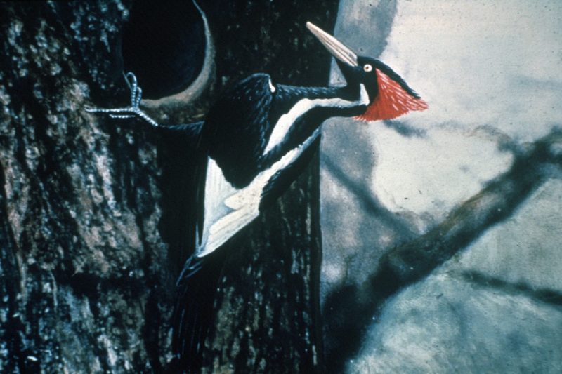 Paukščių giesmės: Didelis paukštis su ilgu, šviesios spalvos snapu ir raudona galva, juodai baltais ženklais, tupi ant medžio kamieno.