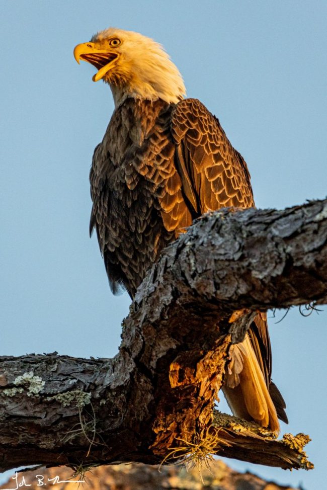 Bald Eagle (EwA Guide to the Birds of the Fells (Massachusetts, US)) ·  iNaturalist