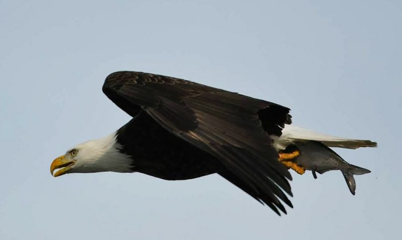 Bald eagle in flight seen from the side. It carries a fish in its claws.