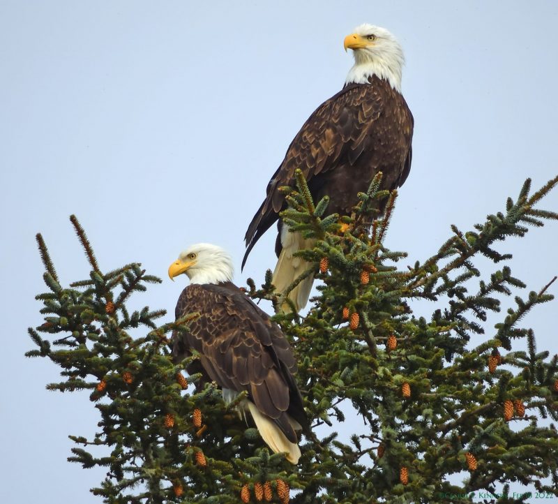US bald eagles: Two bald eagles sitting atop an evergreen with pine cones.