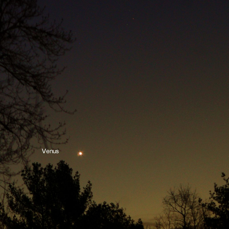 Bright starlike object labeled Venus shining above treetops.