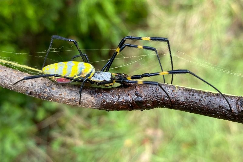 Joro spiders: Blue and yellow stripes on body of giant spider, yellow patches on black legs.