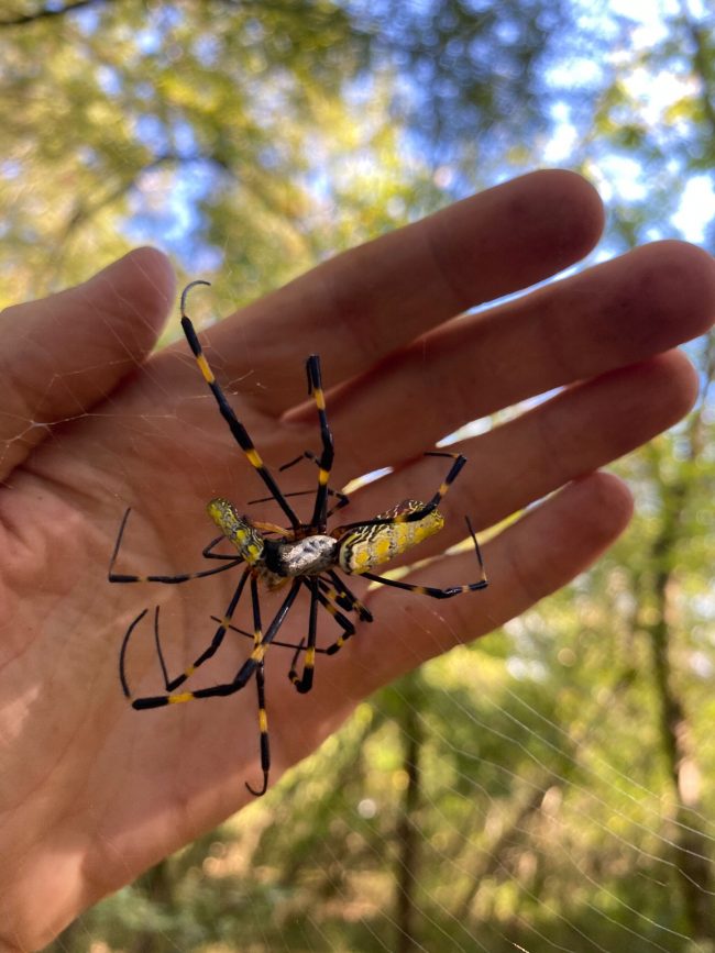 Yellow and black striped spider holding a caterpillar as a hand holds the web they are in.