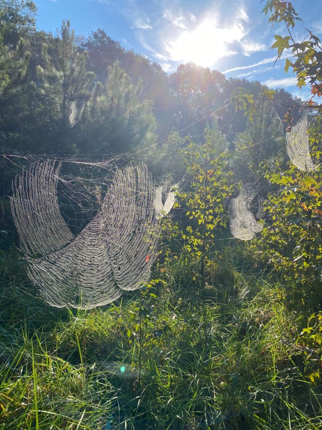 Large, drippy webs shine in sunlight.
