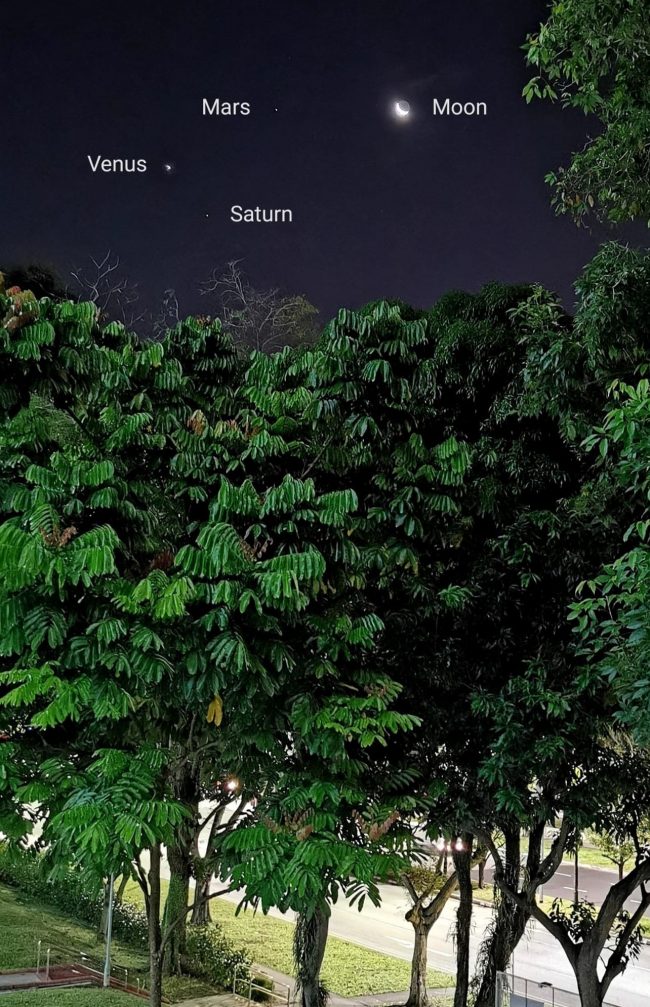 View of large trees before sunrise, with three bright planets and the moon right above in the sky.