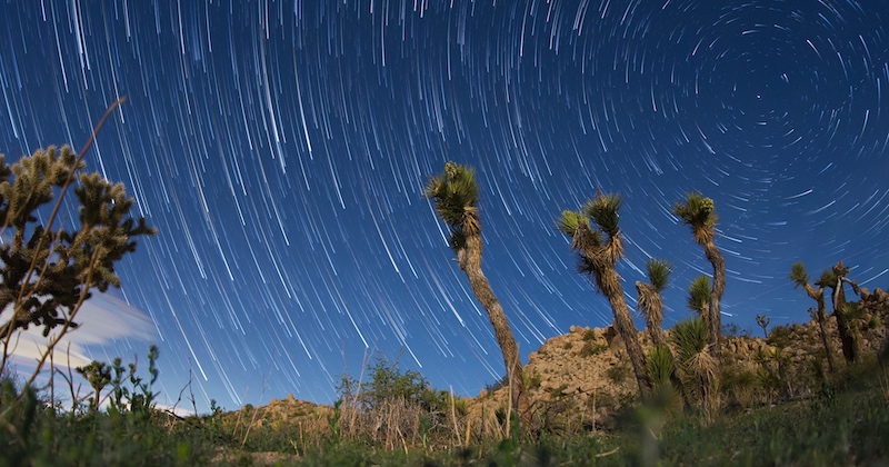 Moonlight Mojave: Star trails above trees in desert.