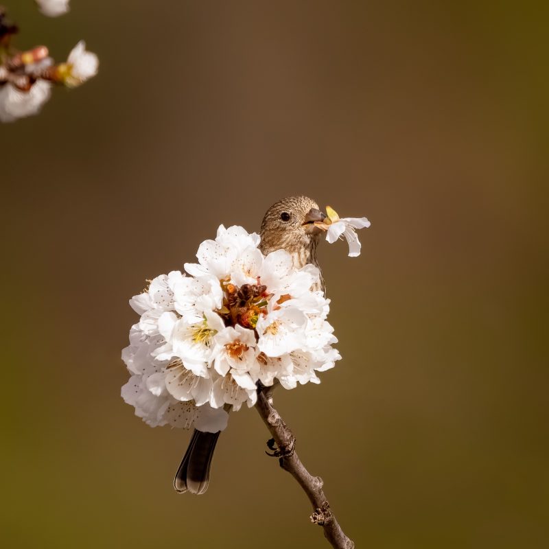 Small bird surrounded by blooms with one in its mouth.