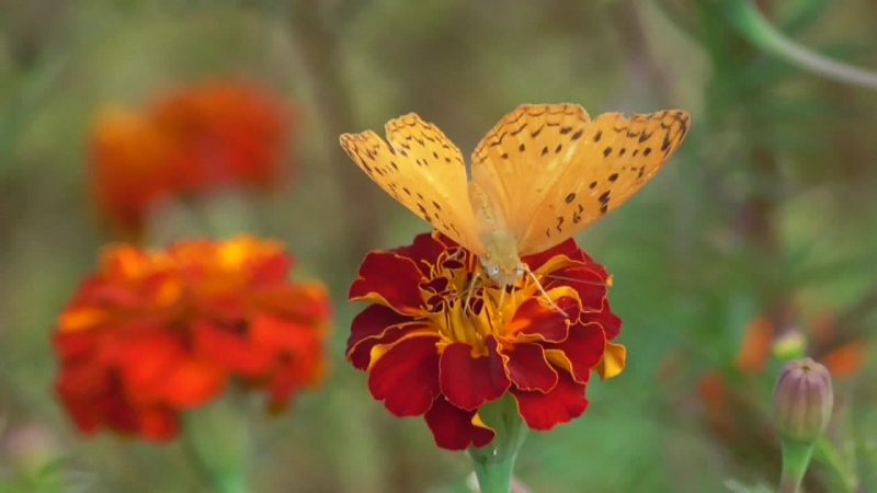 Yellow butterfly on burgundy marigold flower.