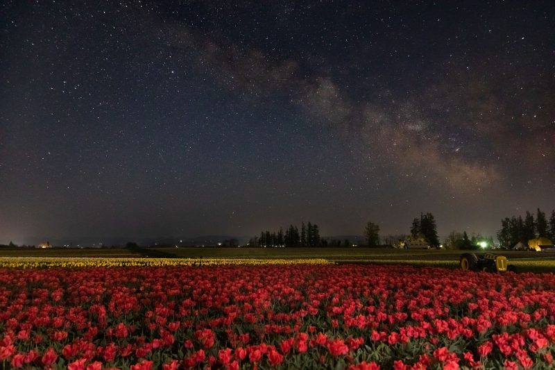 Red and yellow tulips, and a tractor, are at the bottom of the image, under a majestic Milky Way.