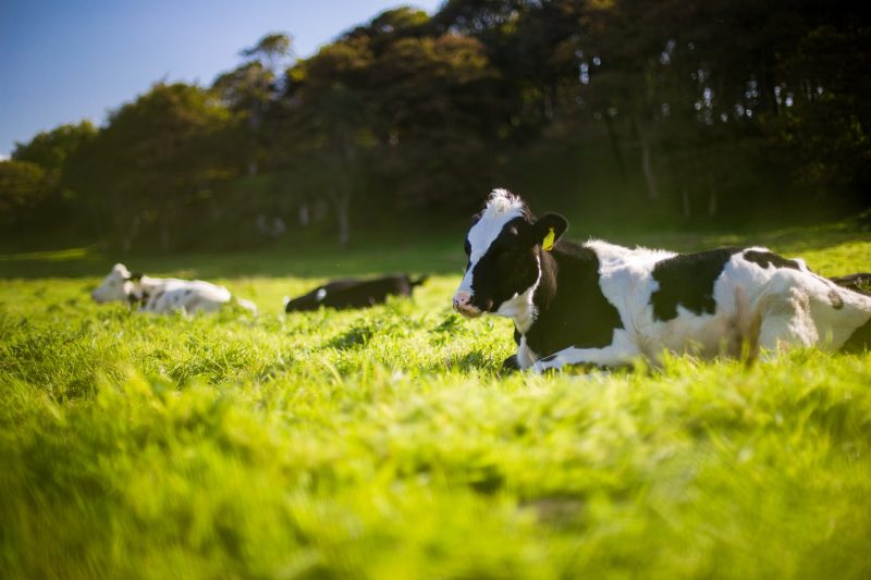 Methane: Golden-green grass with black and white cows lying down.