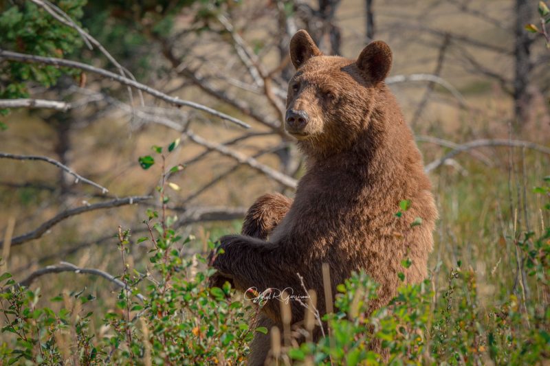 Brownish bear standing and looking over shoulder.
