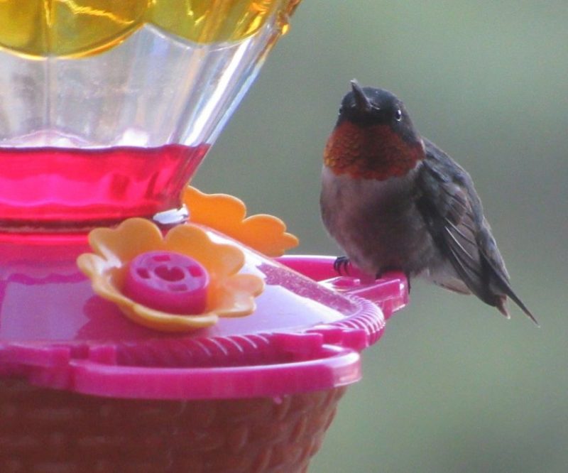 Bird flu: Small red-throated bird sits on pink bird feeder.