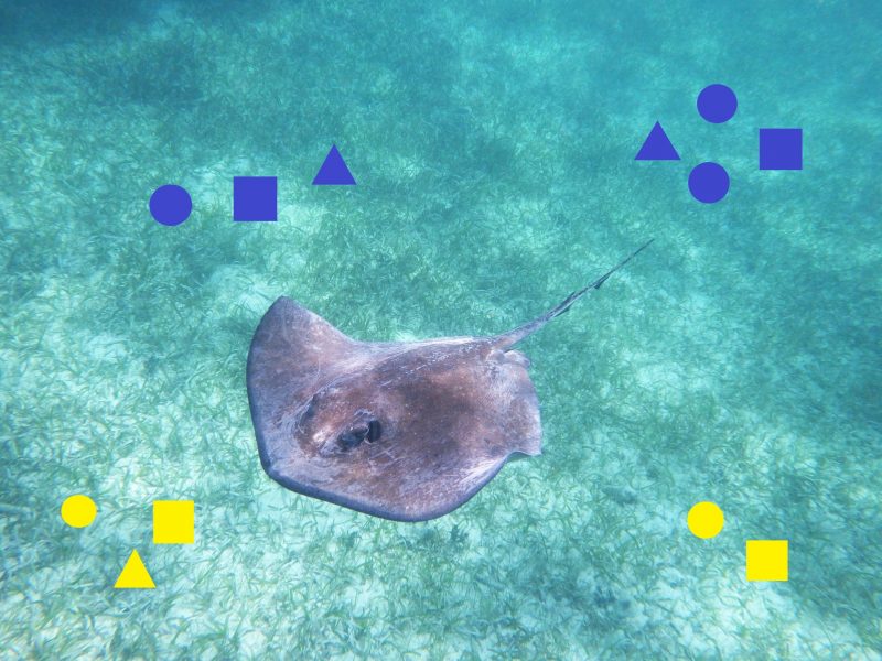 Fish can do math: Stringray swimming with groups of blue and yellow shapes superimposed at corners.