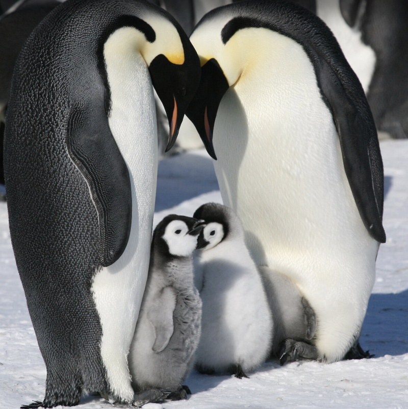 Penguins with 2 chicks.