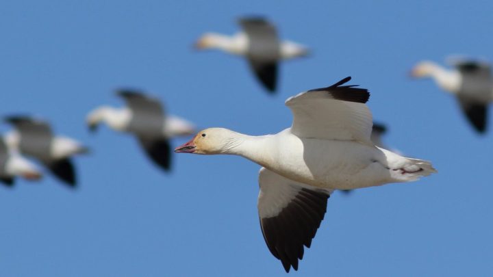 Long-necked white birds with black wingtips flying in a flock.