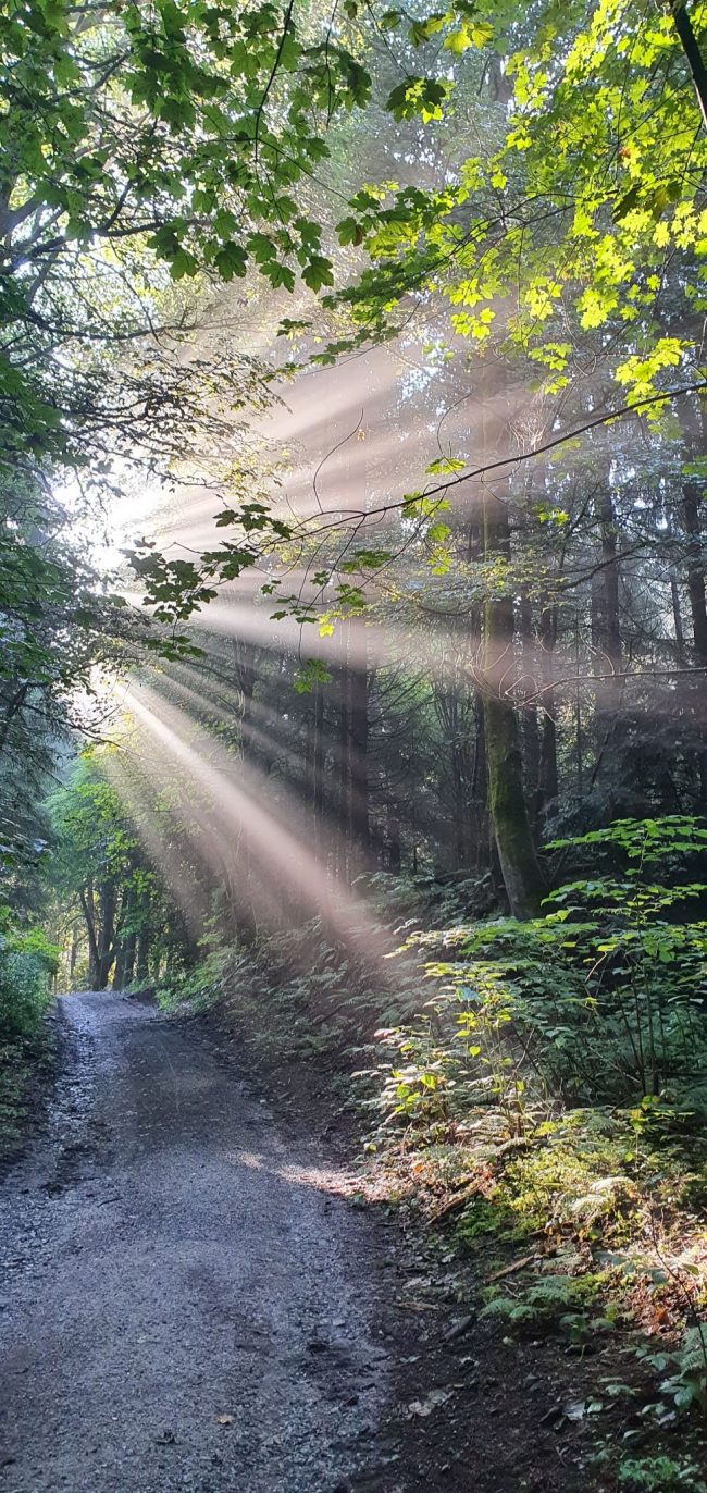 Sunlight slants through trees with a path in the forest.