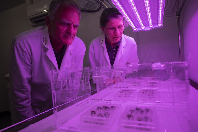 Two scientists look at tiny seedlings under purple lights.