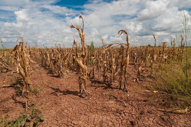 Water scarcity: Field with cracked earth and dried-up stalks of corn.