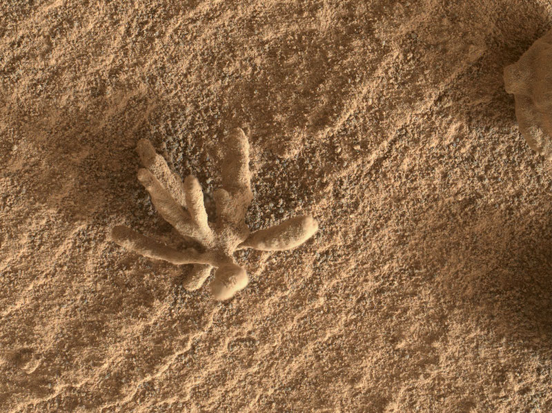 Small rock formation with several branching arms surrounded by sand.