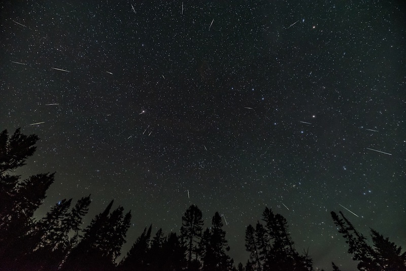 Starry sky with dozens of meteors and shilouetted trees.