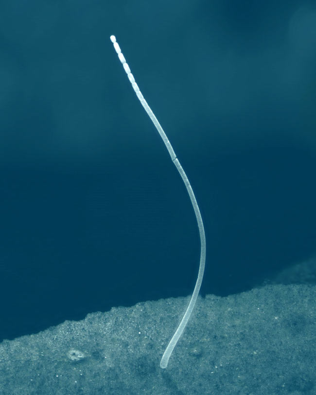 Giant bacterium: long segmented filament-like organism.
