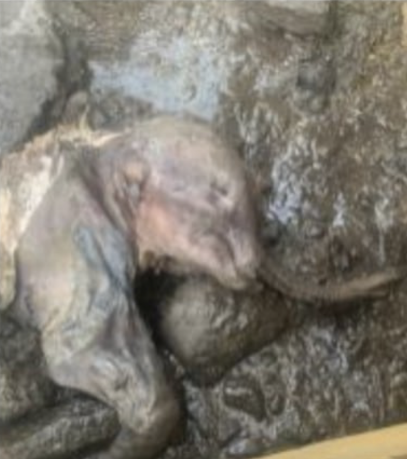 The head, front legs and trunk of a baby elephant-like animal, preserved in rock.