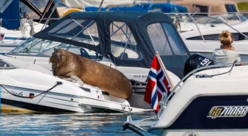 Freya the walrus, lying on a boat. There is a flag from Norway on another boat.