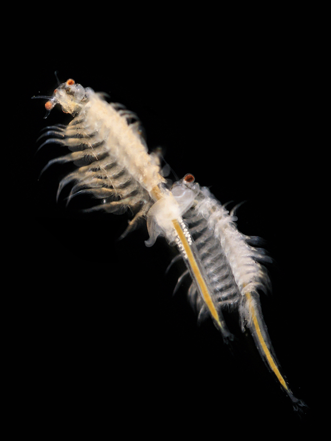 2 elongated aquatic creatures with eyes at one end and many small legs, on black background.