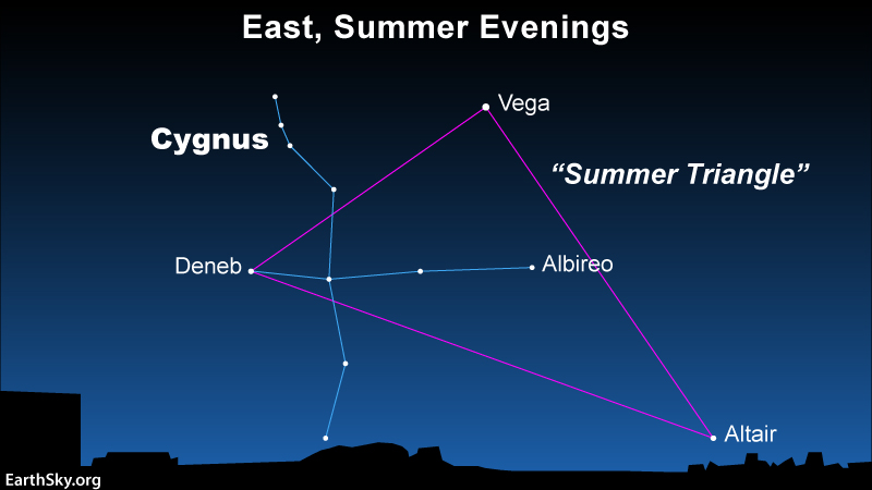 Star chart with the Summer Triangle in purple, with Cygnus constellation in blue overlying the triangle.