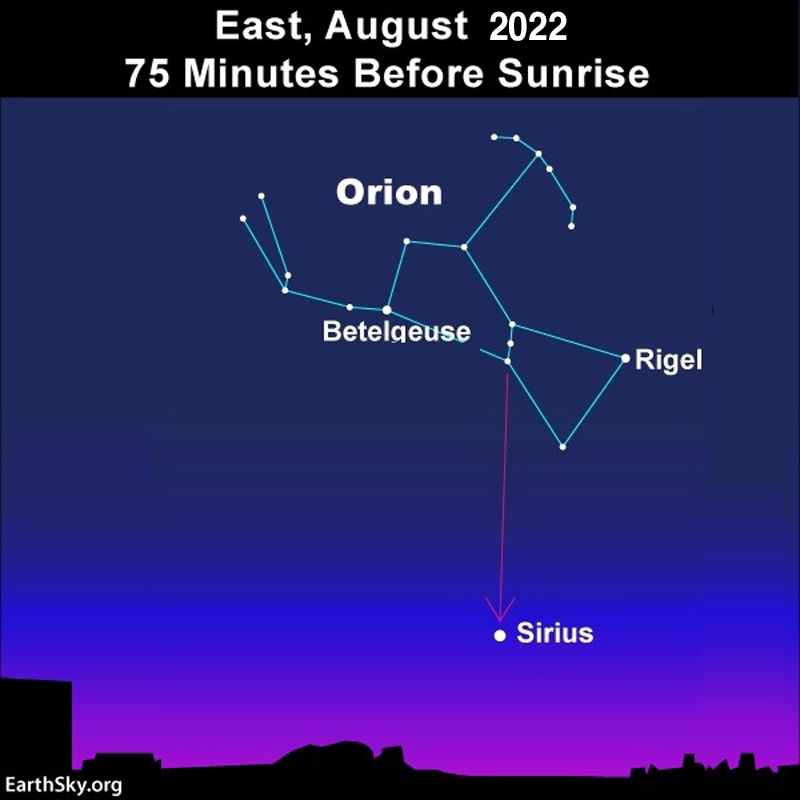 Morning sky in August with Orion. Its belt is pointing to Sirius below.