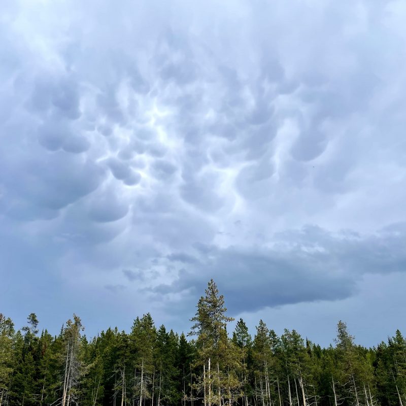 Pine trees below with bubbling mammatus clouds above.