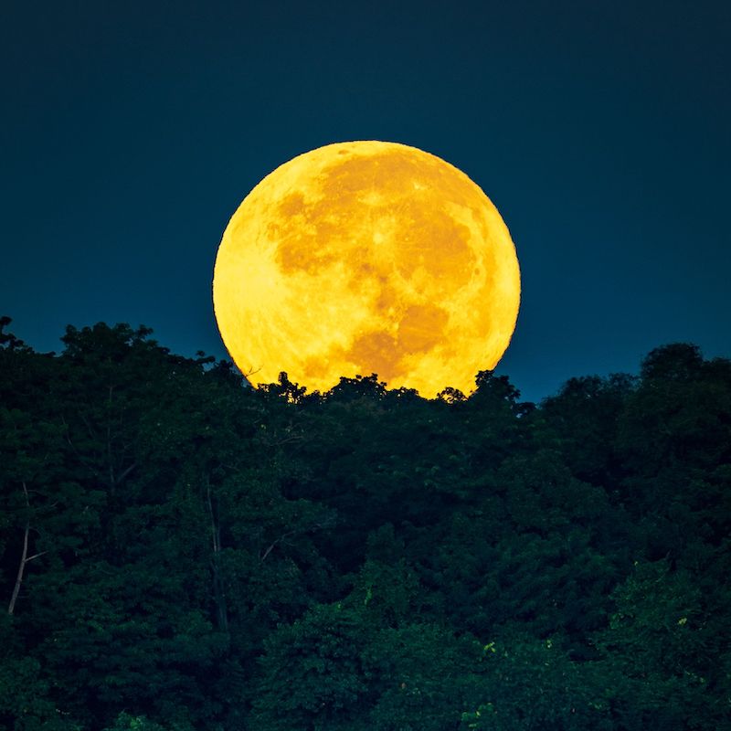 Moon illusion: Bright golden moon rising over dark trees.