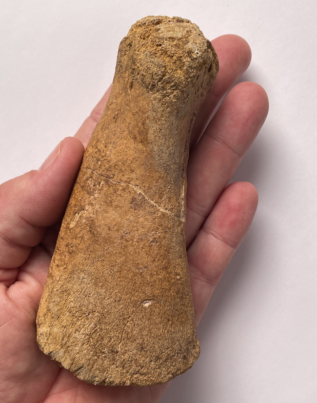 Elongated piece of bone being held in someone's hand.