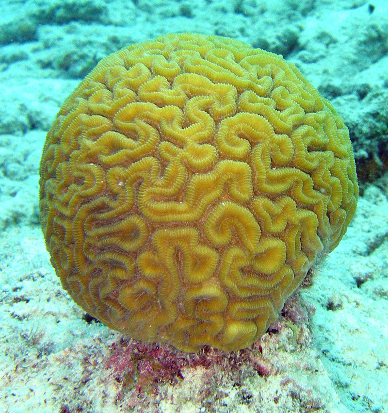 Yellow, spherical brain-like structure with many twisty grooves, sitting on ocean bottom.