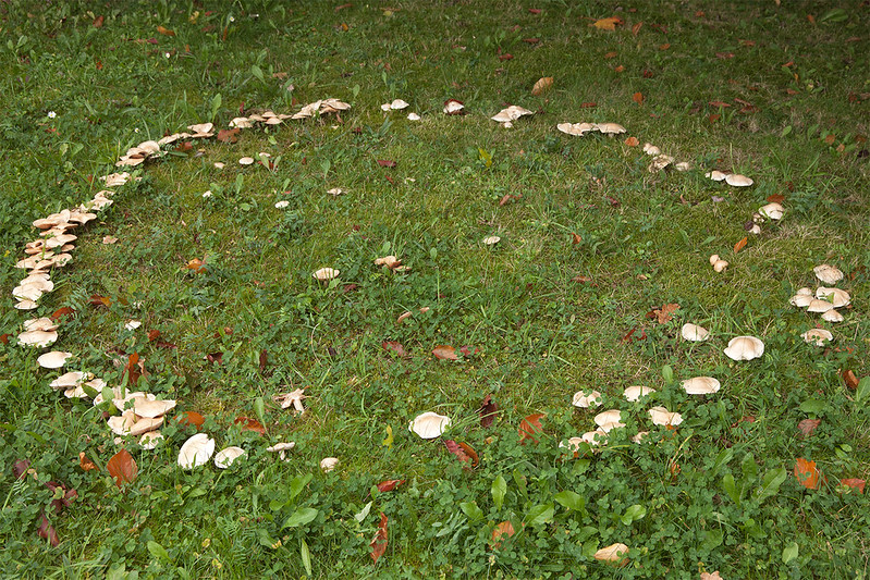 Large white mushrooms growing in a nearly complete circle in a lawn of mowed green grass.