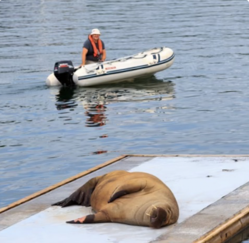 Freya the walrus, basking in the sun on a dock.