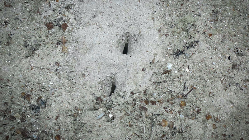 2 small rectangular holes in sediment.