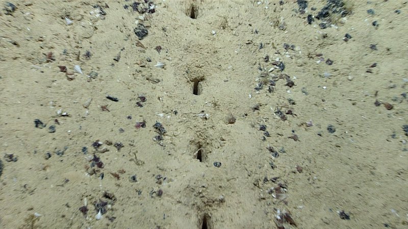 Weird holes: 4 rectangular holes in a straight line in sediment.