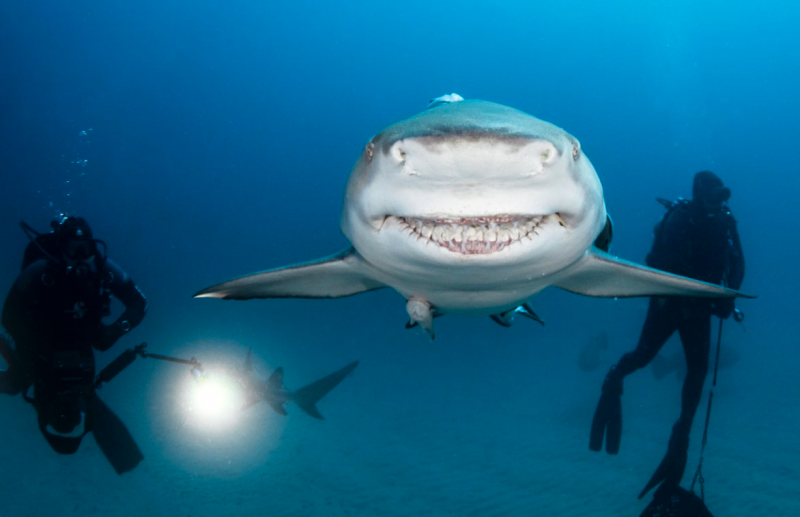Front view of apparently smiling shark, with 2 divers close to it.