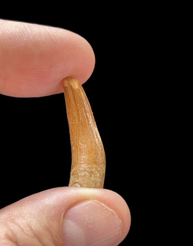 A long tooth being held between a finger and thumb.