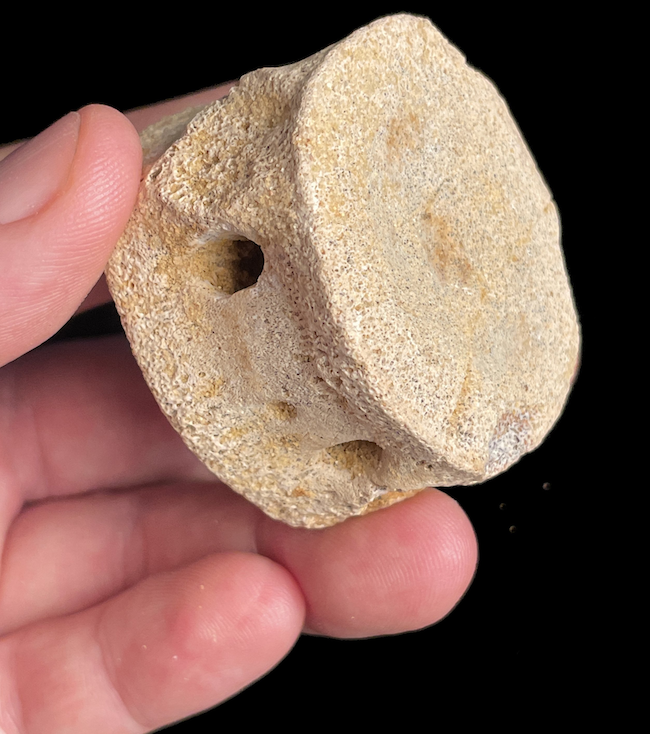 Puck-shaped piece of bone with 2 large holes, being held in someone's fingers.