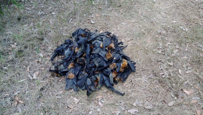 Raining fish and frogs: Pile of black-winged dead bats on grass and twig covered ground.