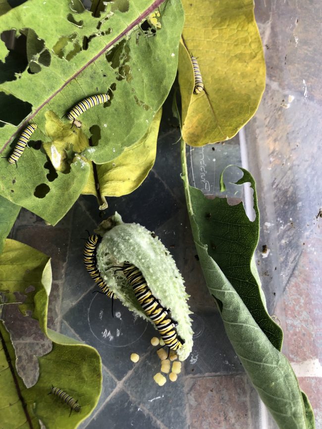 Medium caterpillars on leaves and a big caterpillar inside a milkweed seed pod.
