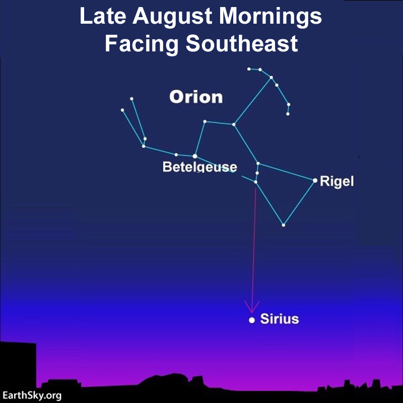 Orion and Sirius: Star chart: Morning sky in August with Sirius and constellation Orion above it and stars labeled.