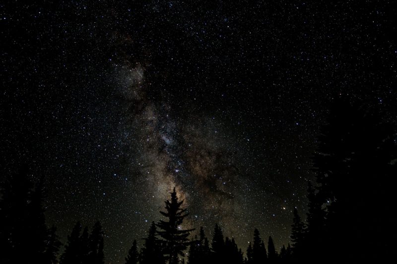 Evergreen trees in silhouette with Milky Way standing straight up behind them.