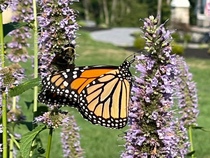 Monarch butterflies: An orange-and-black butterfly on purple flowers.